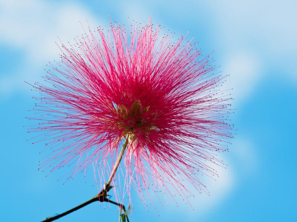 Is Mimosa Pudica The New DGL Licorice?